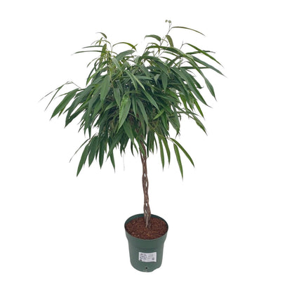 XL kamerplant - Ficus Alii Gevlochten - Pot Ø 27cm Hoogte ↕ 110cm