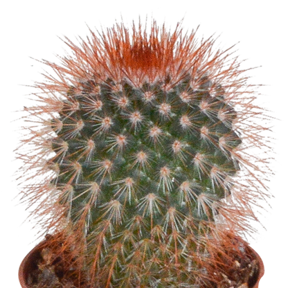 Kamerplant 10x Cactus Mix - Zonder pot - Pot Ø 5.5cm