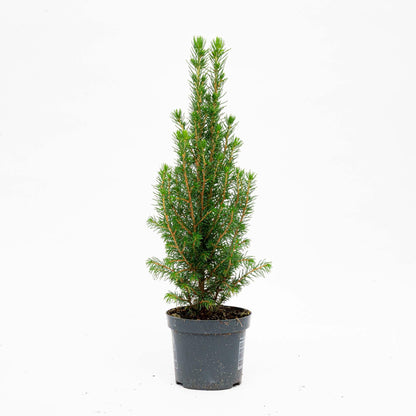 Buitenplant 3x Picea glauca Perfecta - Mini-Kerstboom - Pot Ø 9cm Hoogte ↕ 25-30cm