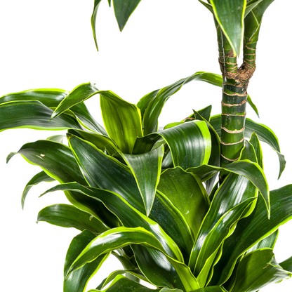Kamerplant - Dracaena Deremensis Dorado - Pot Ø 21cm Hoogte ↕ 100-120cm