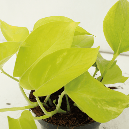 Kamerplant 4x Epipremnum Golden Pothos - Pot Ø 12cm Hoogte ↕ 15cm
