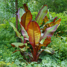 Buitenplant 2x Ensete ventricosum Maurelli - Bananenplant - Pot Ø 17cm Hoogte ↕ 40cm