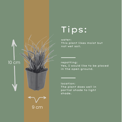 Buitenplant 48x Carex morrowii - Pot Ø 9cm Hoogte ↕ 10-25cm