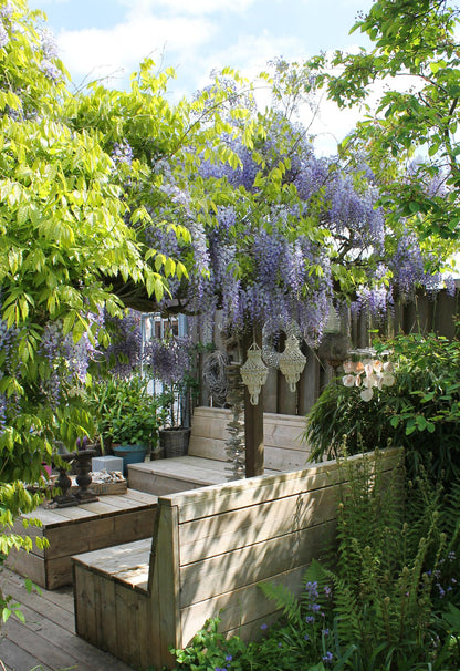 Buitenplant - Wisteria sinensis Caroline - Paarse Regen - Pot Ø 15cm Hoogte ↕ 65cm