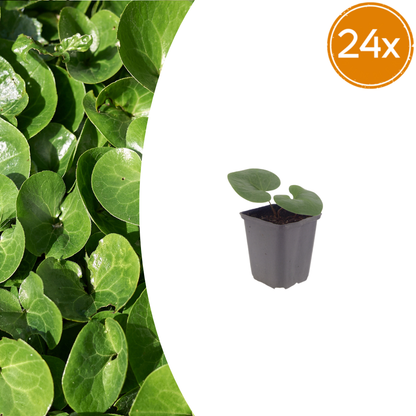 Buitenplant 24x Asarum europaeum - Pot Ø 9cm Hoogte ↕ 10-25cm