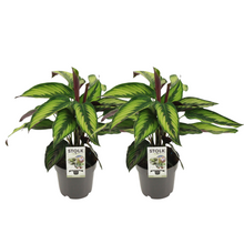 Kamerplant 2x Calathea Majestica 'Princeps' - Pot Ø 14cm Hoogte ↕ 45cm