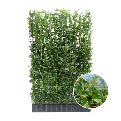 Buitenplant - Hedera hibernica Klimop - Kant-en-Klaar Haag - Breedte ↔ 120cm Hoogte ↕ 180cm