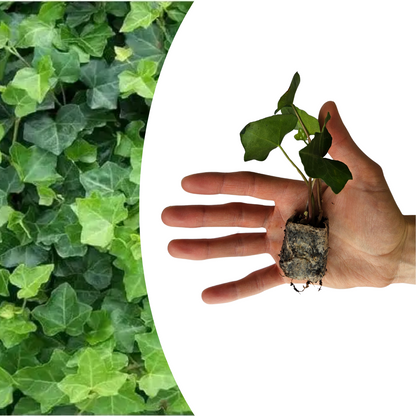 Buitenplant 6x Hedera - Klimplant - Pot Ø 5cm Hoogte ↕ 10cm