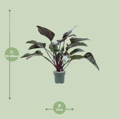 Kamerplant - Philodendron Red Beauty - Luchtzuiverend - Pot Ø 27cm Hoogte ↕ 60cm