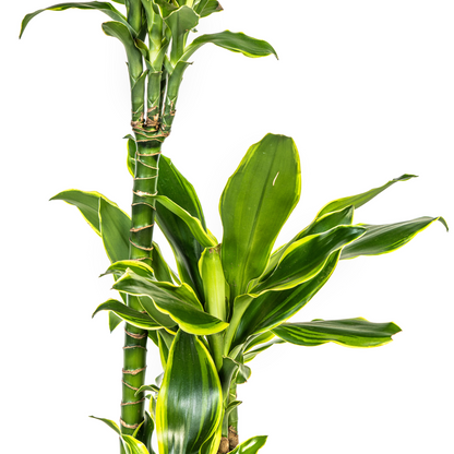 Kamerplant - Dracaena Fragrans Golden Coast - Luchtzuiverend - Pot Ø 21cm Hoogte ↕ 90-110cm