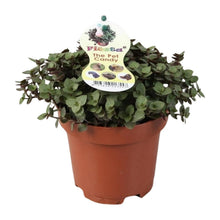 Kamerplant - Callisia Repens - Pot Ø 12cm Hoogte ↕ 17cm