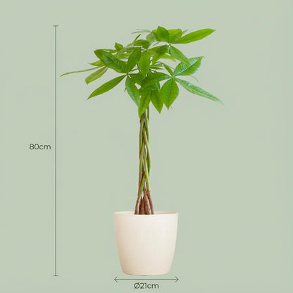 Kamerplant - Pachira Aquatica - Met witte sierpot - Pot Ø 21cm Hoogte ↕ 80cm