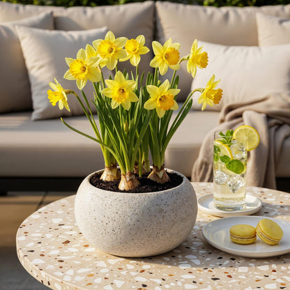 Buitenplant 40x Narcis Yellow - Bloembollen - Pot Ø 10-12cm