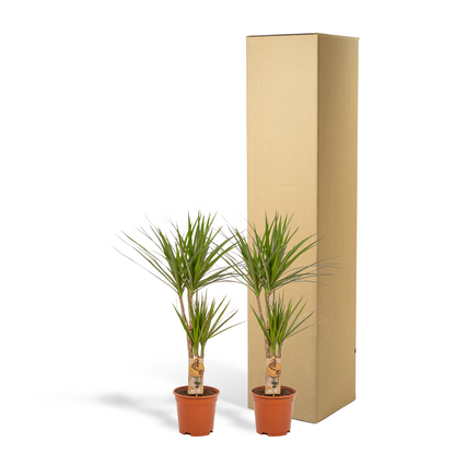Kamerplant 2x Dracaena - Pot Ø 17cm Hoogte ↕ 90cm