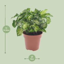 Kamerplant - Syngonium Pixie - Pot Ø 12cm Hoogte ↕ 20cm