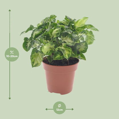 Kamerplant - Syngonium Pixie - Pot Ø 12cm Hoogte ↕ 20cm