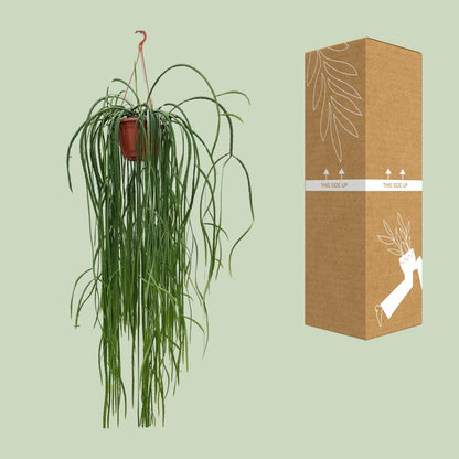 Kamerplant - Lepismium Bolivianum - Hangplant - Pot Ø 20cm Hoogte ↕ 70cm