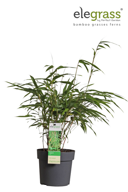 Buitenplant - Fargesia rufa - Niet-woekerende bamboe - Pot Ø 14cm Hoogte ↕ 40cm