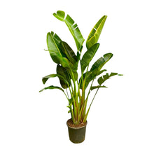 XL kamerplant - Strelitzia Augusta multi stam - Pot Ø 30-40cm Hoogte ↕ 250cm