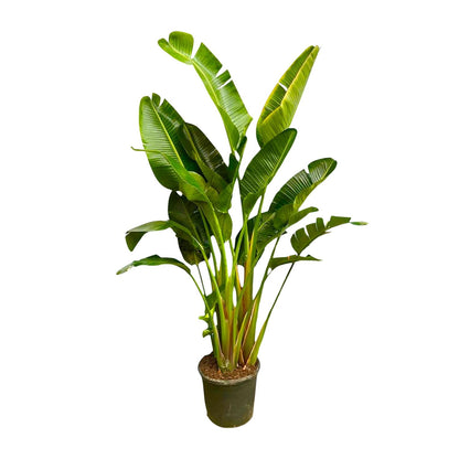 XL kamerplant - Strelitzia Augusta multi stam - Pot Ø 30-40cm Hoogte ↕ 250cm