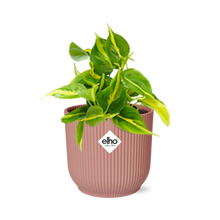 Kamerplant - Philodendron Scandens 'Brasil' - Pot Ø 14cm