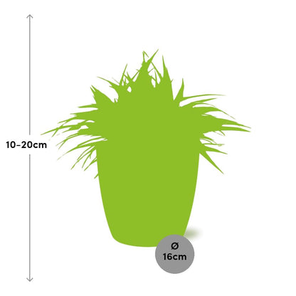 Kamerplant - Chlorophytum Ocean - Pot Ø 16cm Hoogte ↕ 15cm