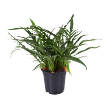Kamerplant - Aglaomorpha Coronans - Pot Ø 17cm Hoogte ↕ 45cm
