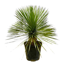 Kamerplant - Yucca Rostrata op stam - Pot Ø 27cm Hoogte ↕ 70cm