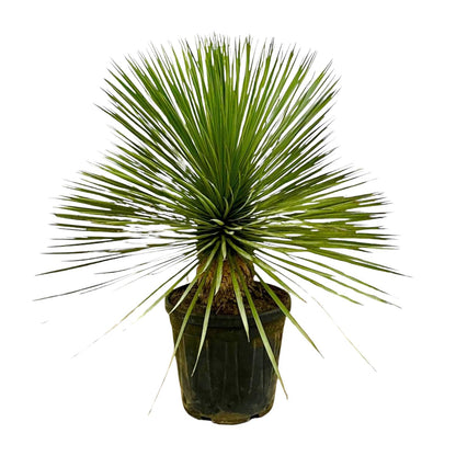 Kamerplant - Yucca Rostrata op stam - Pot Ø 27cm Hoogte ↕ 70cm