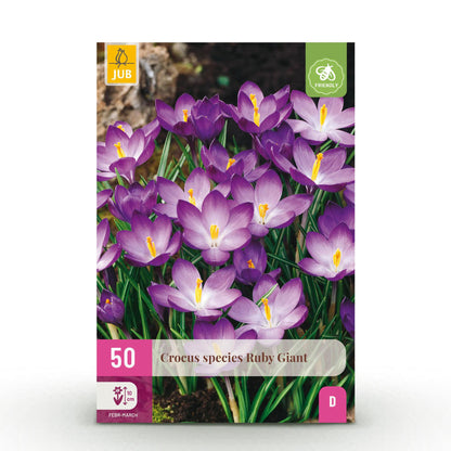 Buitenplant 50x Crocus Ruby Giant - Bloeiend - Bolmaat 5/6