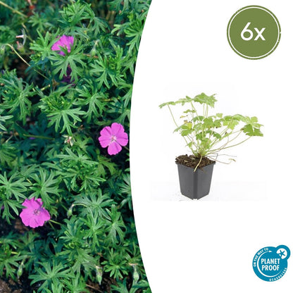Buitenplant 6x Geranium 'Tiny Monster' - Vaste plant, Winterhard, Bloeiend - Pot Ø 9cm Hoogte ↕ 25cm