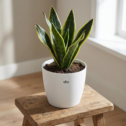 Sierpot - Brussels Rond 30cm - Wit