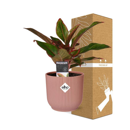 Kamerplant - Aglaonema Crete - Pot Ø 14cm