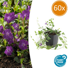 Buitenplant 60x Vinca minor 'Atropurpurea' - Pot Ø 9cm Hoogte ↕ 10-25cm