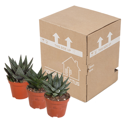 Kamerplant 3x Gasteria/Haworthia mix - Ø 8,5cm - zonder pot