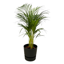 Kamerplant - Areca Palm - Pot Ø 19cm Hoogte ↕ 85cm