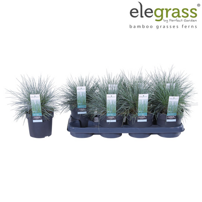 Buitenplant - Festuca glauca Azura Blue - Pot Ø 19cm Hoogte ↕ 40cm