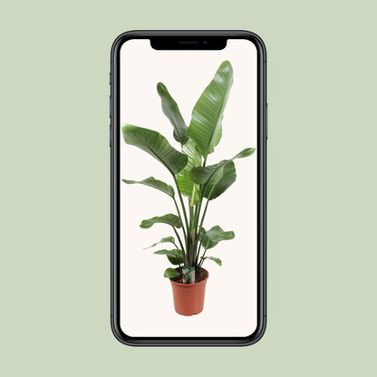 Kamerplant - Strelitzia Nicolai - Hoogte ↕ 35-250cm