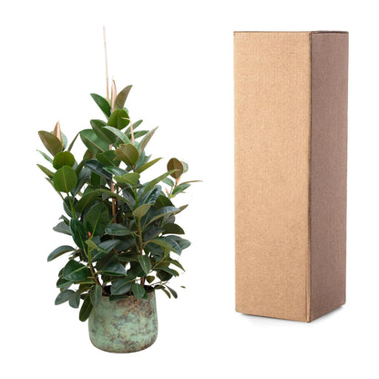 XL Kamerplant - Ficus Robusta vertakt - Pot Ø 38cm Hoogte ↕ 150cm