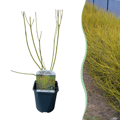 Buitenplant - Cornus alba Flaviramea - Pot Ø 17cm Hoogte ↕ 45cm