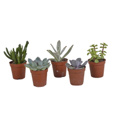 Kamerplant 5x Vetplanten Mix - Pot Ø 5.5cm