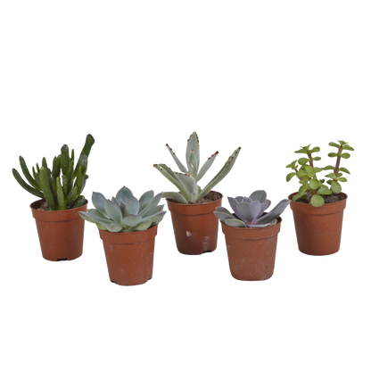 Kamerplant 5x Vetplanten Mix - Pot Ø 5.5cm