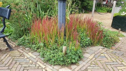 Buitenplant 48x Imperata cylindrica 'Red Baron' - Pot Ø 9cm Hoogte ↕ 10-25cm