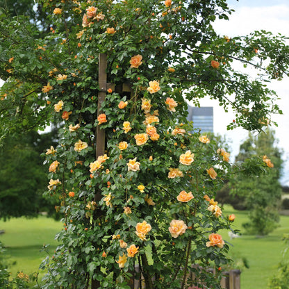Buitenplant 2x Rosa Orange Climber - Klimroos - Bloeiend - Pot Ø 11cm Hoogte ↕ 40cm