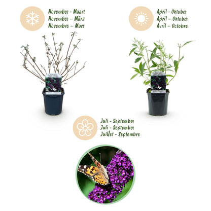 Buitenplant - Buddleja davidii 'Black Night' - Winterhard, Bloeiend - Pot Ø 17cm Hoogte ↕ 45cm