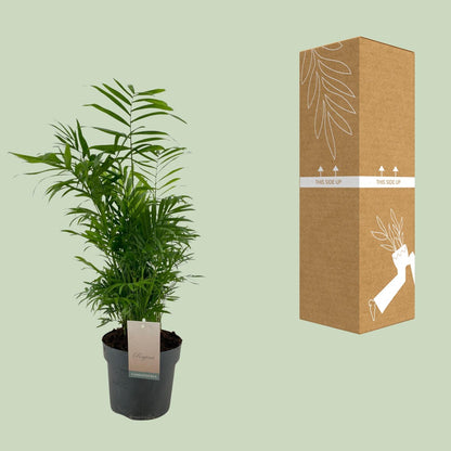 Kamerplant - Chamaedorea Elegans - Pot Ø 17cm Hoogte ↕ 50cm