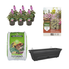 Balkonbak Zwart DIY-set - Erysimum linifolium 'Bowles Mauve'