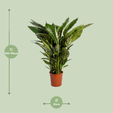 XL Kamerplant - Spathiphyllum Sweet Sebastiano - Pot Ø 24cm Hoogte ↕ 110cm