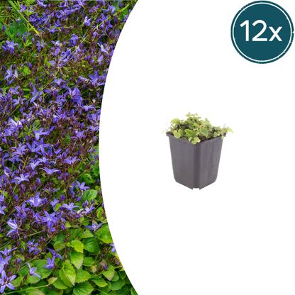 Buitenplant 12x Campanula poscharskyana - Bloeiend - Pot Ø 9cm Hoogte ↕ 10-25cm