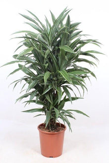 Kamerplant - Dracaena Warneckei - Pot Ø 27cm Hoogte ↕ 100cm